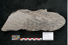 Foto (Objekt + Etikett) von Lepidodendron aculeatum St. (NHMW-GEO-2024-0188-11021)